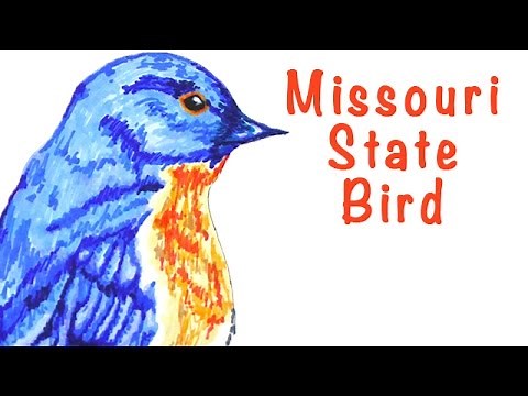 Missouri State Bird - The Eastern Bluebird - Timelapse