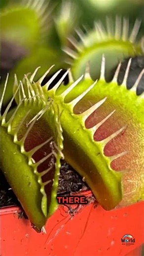 A plant that can count?! 😳 #fyp #foryou #funfacts #plants #trending #flytrap