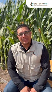 Cuando el termómetro baja, la producción de biogás en tu biodigestor Sistema.bio, también disminuye. 🌤️🔥 Aquí te brindamos algunos consejos para mantener el óptimo funcionamiento de tu biodigestor en estas temporadas. 🌤️💩 En los próximos días descubre más a detalle cada una de ellas. Sistema.bio siempre te acompaña en el proceso de #CrearValorDelDesecho. 📲Si tienes alguna duda con el funcionamiento de tu biodigestor envía un correo a: atencionalcliente@sistema.bio ¡Estamos para ayudarte!🐮�