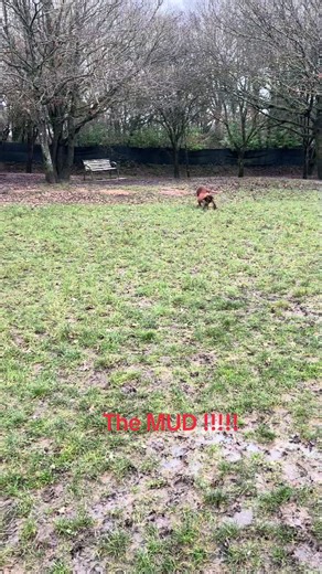 #boxerdogsoftiktok #boxerdog #romanianrescuedog #muddydog #boxerdoglover