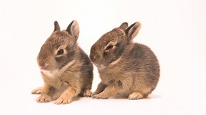 7.1K views · 1.3K reactions | These two juvenile eastern cottontail...