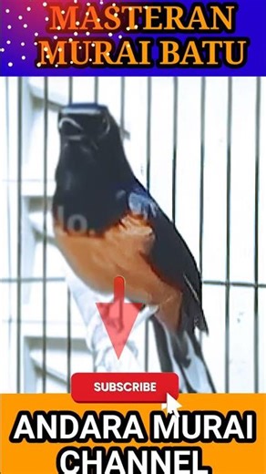 Bird Sounds for Calm Study & Work 🌿 #study #work #calm #shorts