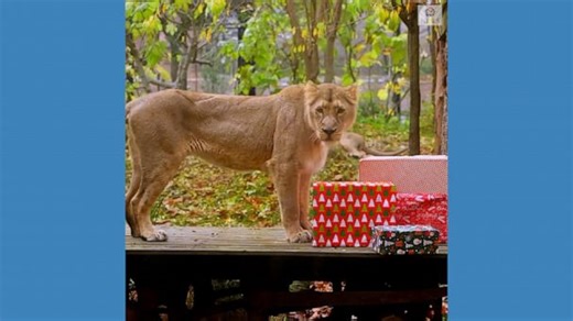 Animals at London Zoo open Christmas presents