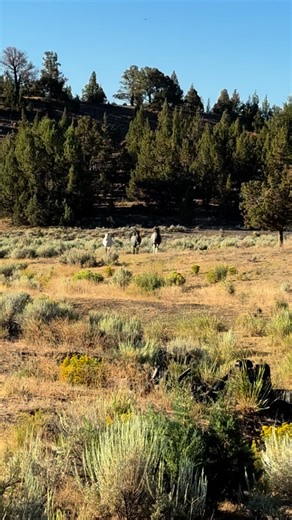 14K views · 15K reactions | What a way to start a day watching this...