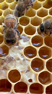 22K views · 776 reactions | Flow is ending …. Next flow here for me will be ivy | Stanley’s bees | Facebook