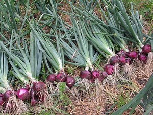 Best Varieties of Onion in India for Higher Yield & Profits