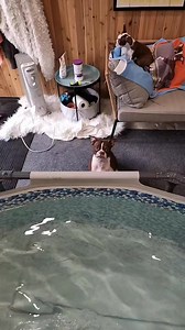 25K views · 838 reactions | This week we are replacing Thor's indoor...