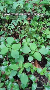 23K views · 391 reactions | Poison ivy is everywhere! #foraging #poisonivy #jewelweed | The gardening nurse | Facebook