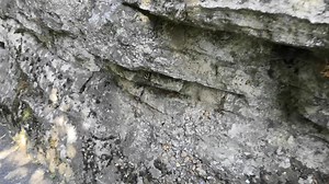 20 reactions | You need a keen eye to spot a moth. This Jersey tiger moths camouflage was doing its job. | Get Wild | Facebook