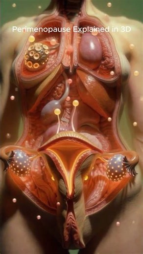 Perimenopause Explained in 3D (Ovaries & Uterus Changes) Fem3D Insight