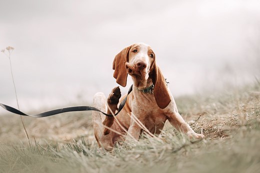 Ear Mites in Dogs: What Are They and How Do You Treat Them? | PetMD