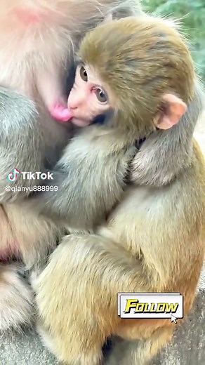 Adorable Baby Monkey Weaning Process