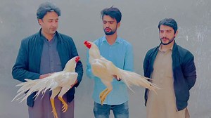 14K views · 1.6K reactions | Just Say Masha ALLAH 2 White Parrot...