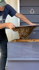 Top priority for a swarm when they move to a new homesite is to build comb. Comb is crucial because: 1. It is where the bees store their nectar and pollen, and 2. It is where the queen lays eggs, which are the next generation to perpetuate the existence of the colony. | Hinterland Bees