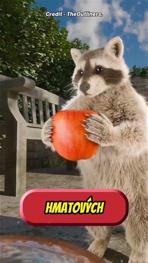 Proč si mývalové myjí jídlo 🦝