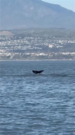 Choo! Chooo! 🚂🐋💨 All aboard the Gray Whale Express — Video by @oceanluvr4ever