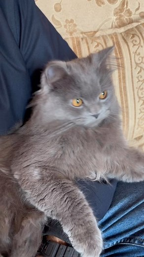 81 reactions · 7 comments | Cats Ko Rakhny Ki 3 Major Tips #catlover #catsofinstagram #cats #catlife | OLX Pakistan | Facebook