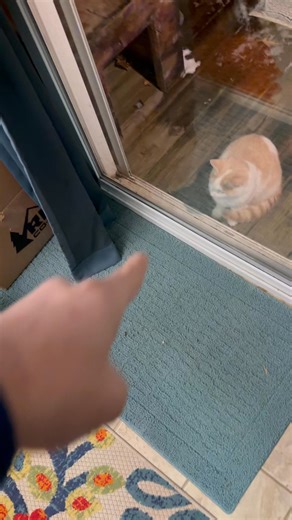 1.6K views · 41 reactions | Messin’ with Eeyore - part 2 | Shawn Gossman | Facebook