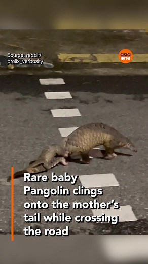 Rare baby Pangolin clings onto the mother’s tail while crossing the road. A user on Reddit posted a rare sighting of a mother pangolin crossing the road with a baby attached to its tail. Pangolins are at an extremely high risk of extinction and are classified as