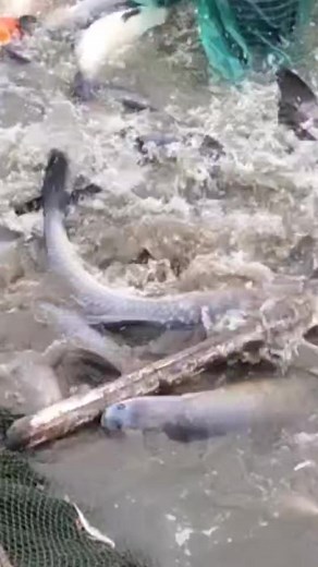 50K views · 586 reactions | Fish farming fish pond | Anamul Fish Farm | Facebook