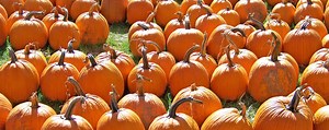 Where to Find Pumpkins This Fall in Fairfax County