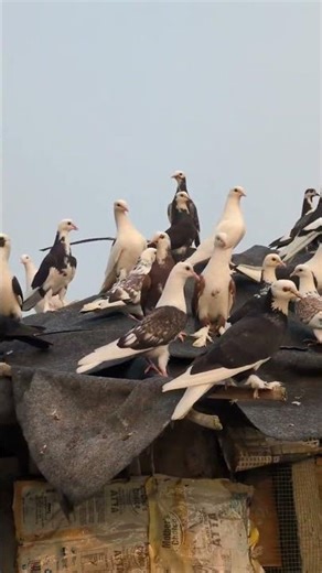 my small pigeon loft #pigeon #kabootar #kabutar #shorts