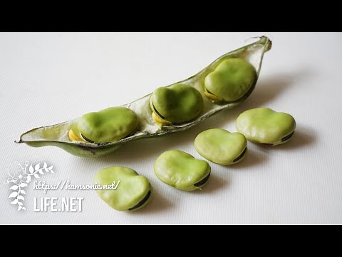 ガッテン流そら豆の茹で方【ホクホク・しっとりの食感別見分け方と茹で時間を紹介】