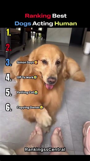 Ranking Best Dogs Acting Human 😂🐶
