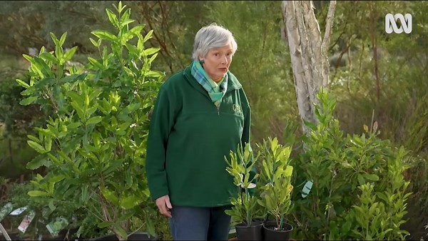 Growing Macadamias - Gardening Australia