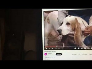 Barney & Friends Bingo Dog Beagle PBS