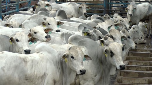 PMGZ Carne é estratégia para o Brasil se livrar do “boi cabeceira de boiada”