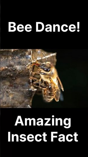 The Secret Dance of Honey Bees | Incredible Nature Facts