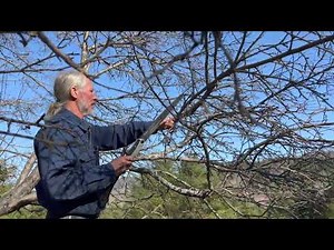 Renovating Old Apple Trees: Grafting New Varieties & Pruning for Tree Health