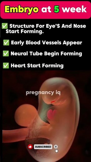Embryo development at 5 week of pregnancy #baby #duringpregnancy #pregnant #5weeks #earlypregnancy
