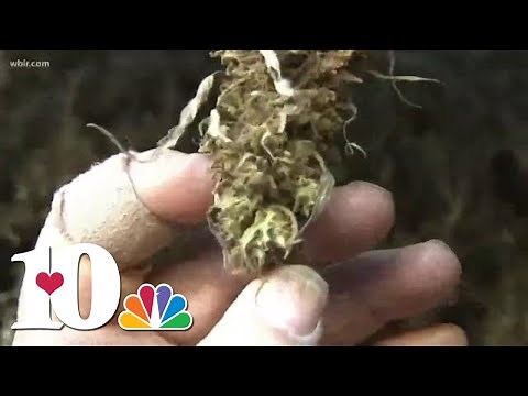 Hemp farmers harvesting crops, drying buds for CBD processing