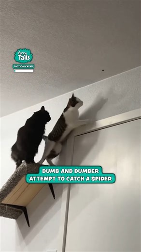 They're doing a better job than I would 😂🕷️ | Furry Tails