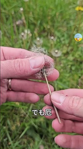 タンポポでサバイバル！？自然の恵みを食べる方法 |興味深い知識