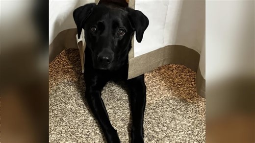 US Air Force sergeant tells David Muir about moment blind dog recognizes him
