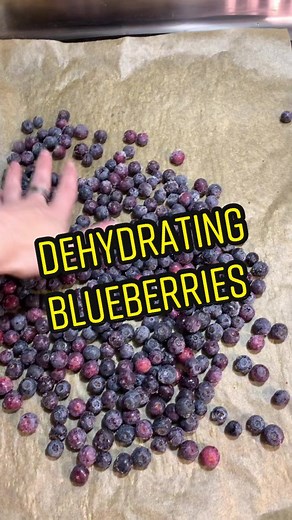 Dehydrating blueberries! With the help of some little ones haha #blueberries #dehydrating