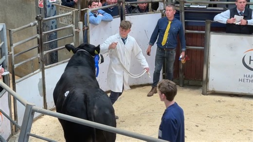 7.6K views · 75 reactions | Sale of Aberdeen Angus Bulls Friday 9th May 2025 Borderway Mart, Carlisle Watch as lot 43: Carruthers Escobar From Messrs D & K Graham Achieves 11,000gns | Aberdeen-Angus Cattle Society | Facebook