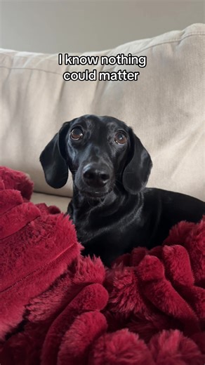 Gia Loves This Song: Dachshund Connection