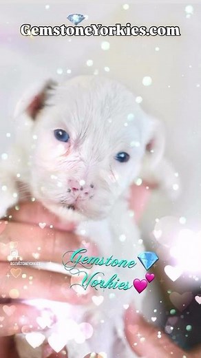 💎WHITE YORKIES FOR SALE NEAR ME!