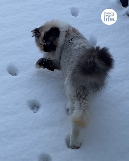 Smart cat follows friend's paw prints in the snow | Lessons Learned In Life