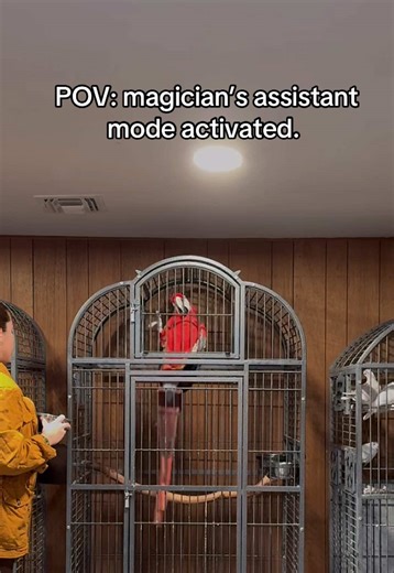 Morning Routine with a Magician's Pets