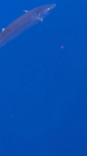 7.1K views · 1.1K reactions | Ouch! This one from @dailosguerra is a tough one to watch, reel line looped around his drag knob and resulted in losing this beautiful wahoo  Fortunately, there were plenty of fish around and he was able to spear another and bring it home for ceviche, check out the full video on his page! | Spearchannel | Facebook