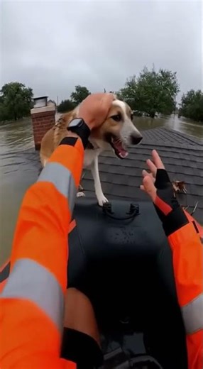 Man Rescues Dog Stranded on a Roof After Flood