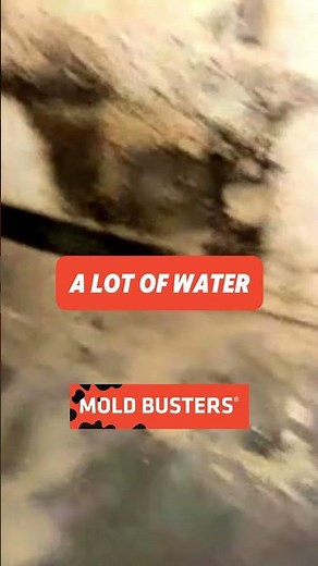 Basement Mold FREE Virtual Inspection