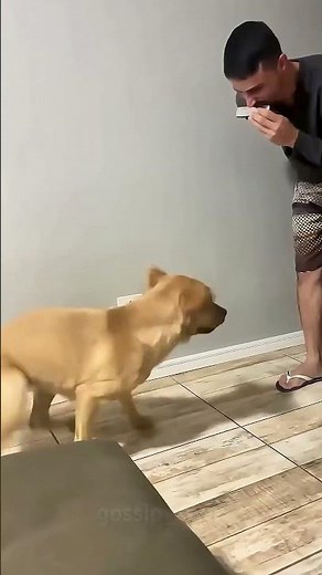 Dancing Dogs Part 2 🐶💃 | Even Cuter & Funnier Than Before!