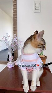 Culpa del cafe con pan!! 😠🥺! #gatos #humor | apolocatv