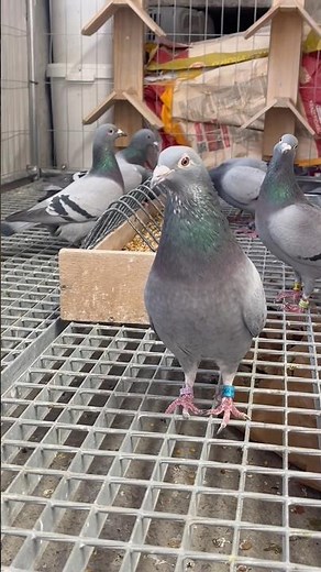 Passion, consistency and care — that’s what brings pigeon fanciers together. 🕊️❤️